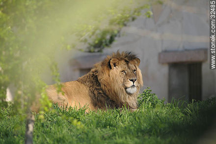 Lecocq zoo. Lion. - Department of Montevideo - URUGUAY. Photo #32485