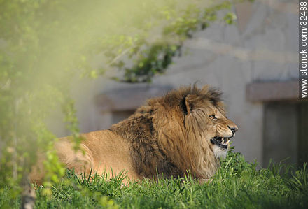Lecocq zoo. Lion. - Department of Montevideo - URUGUAY. Photo #32488