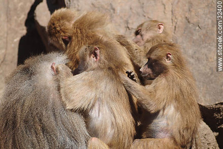Lecocq zoo. Baboon family. - Department of Montevideo - URUGUAY. Photo #32400