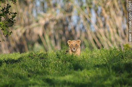 Lecocq zoo. Lion cub. - Department of Montevideo - URUGUAY. Photo #32501