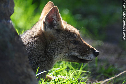 Lecocq zoo. Grey fox. - Fauna - MORE IMAGES. Photo #32476