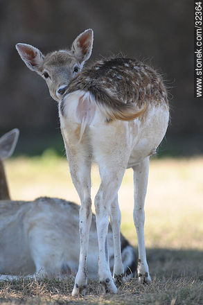 Lecocq zoo. Fallow Deer (Dama dama) - Department of Montevideo - URUGUAY. Photo #32364