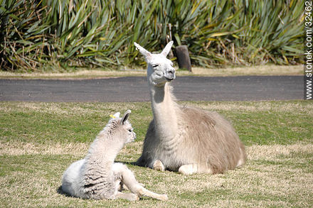 Lecocq zoo. Llama family. - Department of Montevideo - URUGUAY. Photo #32462