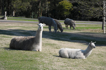 Parque Lecocq. Llamas. - Departamento de Montevideo - URUGUAY. Foto No. 32463