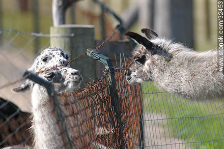 Llamas conversation. - Fauna - MORE IMAGES. Photo #32453