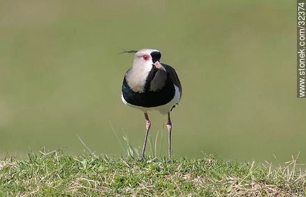Lecocq zoo. Type of lapwing. - Department of Montevideo - URUGUAY. Photo #32374