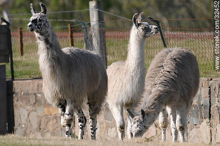 Lecocq zoo park. Group of llamas. - Fauna - MORE IMAGES. Photo #32452