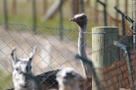 Lecocq zoo. Ostrich. - Department of Montevideo - URUGUAY. Photo #32376