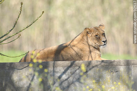Lecocq zoo. Lioness. - Department of Montevideo - URUGUAY. Photo #32537