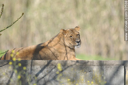 Lecocq zoo. Lioness. - Department of Montevideo - URUGUAY. Photo #32538