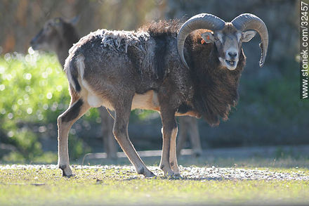Mouflon. - Fauna - MORE IMAGES. Photo #32457