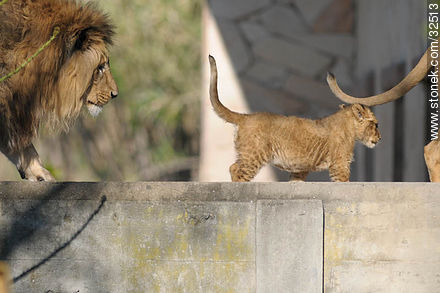 Lecocq zoo.Lion cub between his parents. - Department of Montevideo - URUGUAY. Photo #32513