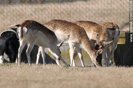 Lecocq zoo. Fallow Deer (Dama dama) - Department of Montevideo - URUGUAY. Photo #32358