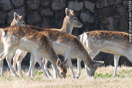Lecocq zoo. Fallow Deer (Dama dama) - Fauna - MORE IMAGES. Photo #32359