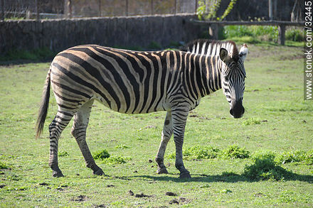 Lecocq Park. Zebra. - Fauna - MORE IMAGES. Photo #32445