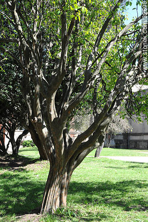 Facultad de Agronomía. - Departamento de Montevideo - URUGUAY. Foto No. 32690