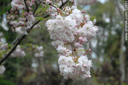 White cherry flower - Department of Montevideo - URUGUAY. Photo #32801