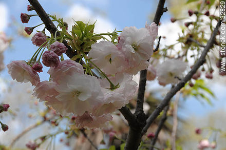Cerezos en flor en el Jardín Japonés. - Stonek Fotografía - Foto No. 32829