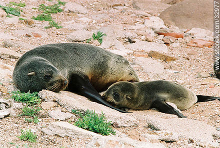 Hembra de lobo marino fino con su cachorro - Punta del Este y balnearios cercanos - URUGUAY. Foto No. 32977