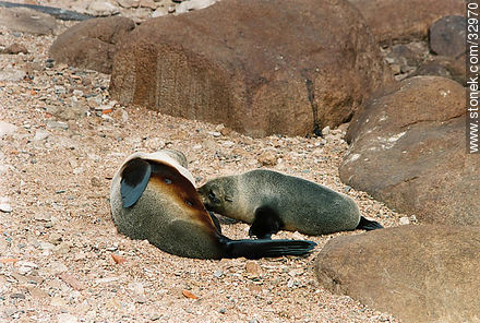 Female sea wolf or sea lion breastfeeding its baby - Punta del Este and its near resorts - URUGUAY. Photo #32970