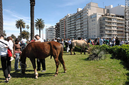 World Animal Day on Oct 4, 2009 in Montevideo. - Fauna - MORE IMAGES. Photo #33062