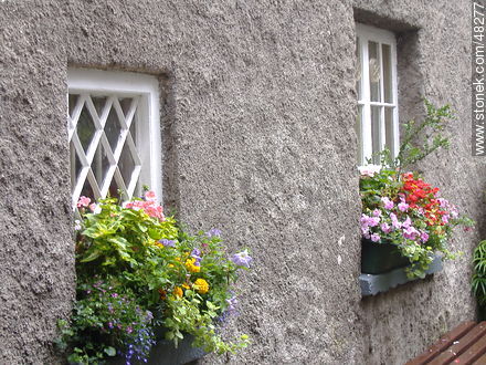 Planters in front of windows of a house - Ireland - BRITISH ISLANDS. Photo #48277