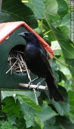 Tordo macho buscando lugar en nido ajeno - Fauna - IMÁGENES VARIAS. Foto No. 33426