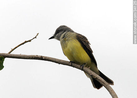 Tropical Kingbird - Fauna - MORE IMAGES. Photo #34125