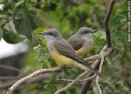 Tropical Kingbird - Fauna - MORE IMAGES. Photo #34103