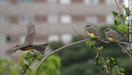 Tropical Kingbird - Fauna - MORE IMAGES. Photo #34059