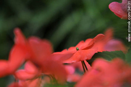 Alegría en flor - Flora - IMÁGENES VARIAS. Foto No. 34131