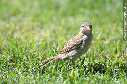 Female sparrow - Fauna - MORE IMAGES. Photo #34578