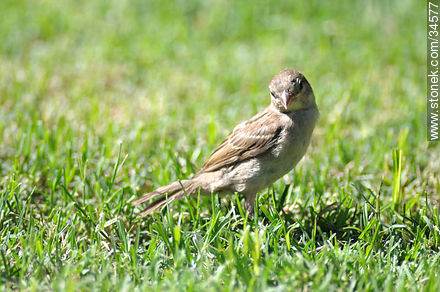 Female sparrow - Fauna - MORE IMAGES. Photo #34577