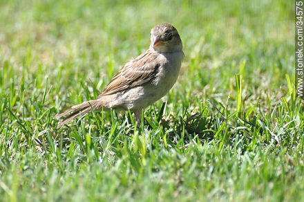 Female sparrow - Fauna - MORE IMAGES. Photo #34575