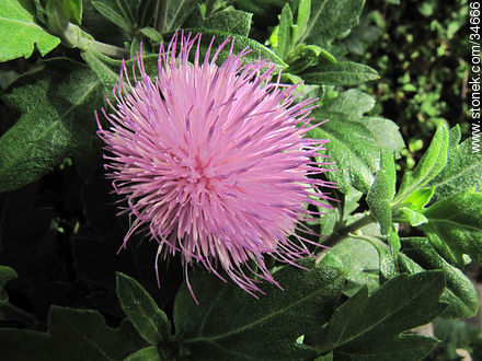 Flor mini cardo - Flora - IMÁGENES VARIAS. Foto No. 34666
