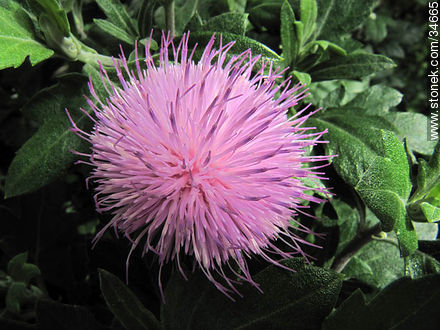 Thistle flower - Flora - MORE IMAGES. Photo #34665