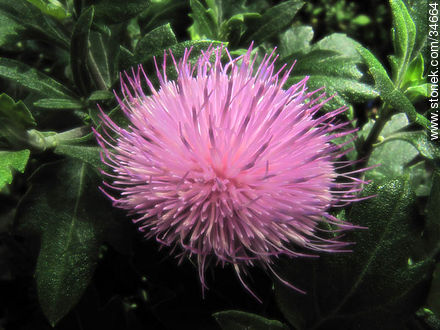 Flor mini cardo - Flora - IMÁGENES VARIAS. Foto No. 34664