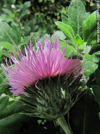 Thistle flower - Flora - MORE IMAGES. Photo #34663