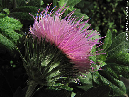 Thistle flower - Flora - MORE IMAGES. Photo #34662