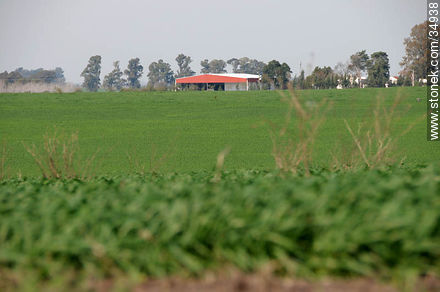Establecimiento rural en ruta 97. - Departamento de Colonia - URUGUAY. Foto No. 34938