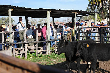 Ranching auction. - Department of Colonia - URUGUAY. Photo #34925
