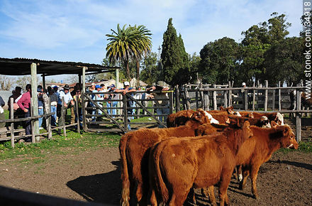 Ranching auction near Carmelo City - Department of Colonia - URUGUAY. Photo #34918