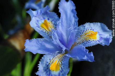 Iris - Flora - MORE IMAGES. Photo #35063