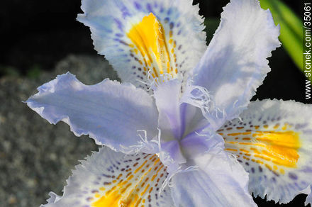 Iris - Flora - IMÁGENES VARIAS. Foto No. 35061