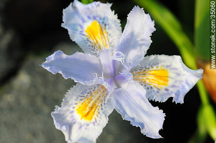 Iris - Flora - MORE IMAGES. Photo #35060