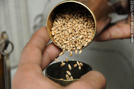 Wheat grains - Rio Negro - URUGUAY. Photo #35022