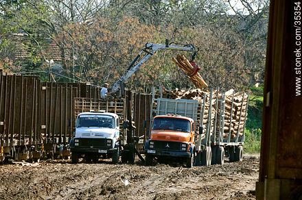 Carga de camiones con troncos para la planta de UPM (Botnia) - Departamento de Río Negro - URUGUAY. Foto No. 35354