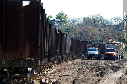 Carga de camiones con troncos para la planta de UPM (Botnia) - Departamento de Río Negro - URUGUAY. Foto No. 35353
