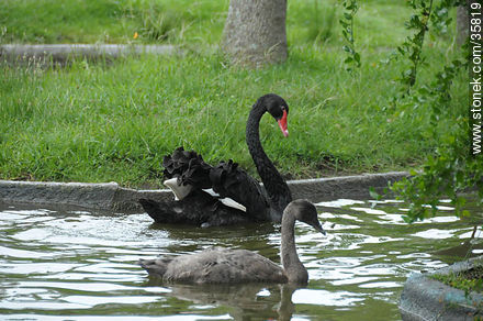 Cisne negro. Un adulto y un juvenil. Zoológico de Durazno. - Departamento de Durazno - URUGUAY. Foto No. 35819