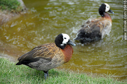 White-faced Whistling-Duck. Durazno zoo. - Durazno - URUGUAY. Photo #35816
